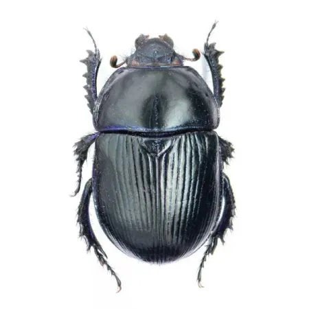 Lýkožrout smrkový, lidově zvaný kůrovec, páchá v českých lesích obrovské hospodářské škody. Na kterém obrázku jej vidíme? - 1