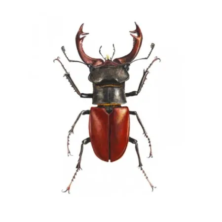 Lýkožrout smrkový, lidově zvaný kůrovec, páchá v českých lesích obrovské hospodářské škody. Na kterém obrázku jej vidíme? - 3