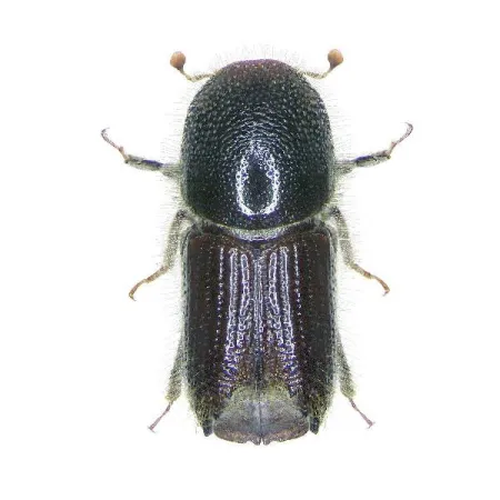 Lýkožrout smrkový, lidově zvaný kůrovec, páchá v českých lesích obrovské hospodářské škody. Na kterém obrázku jej vidíme? - 2